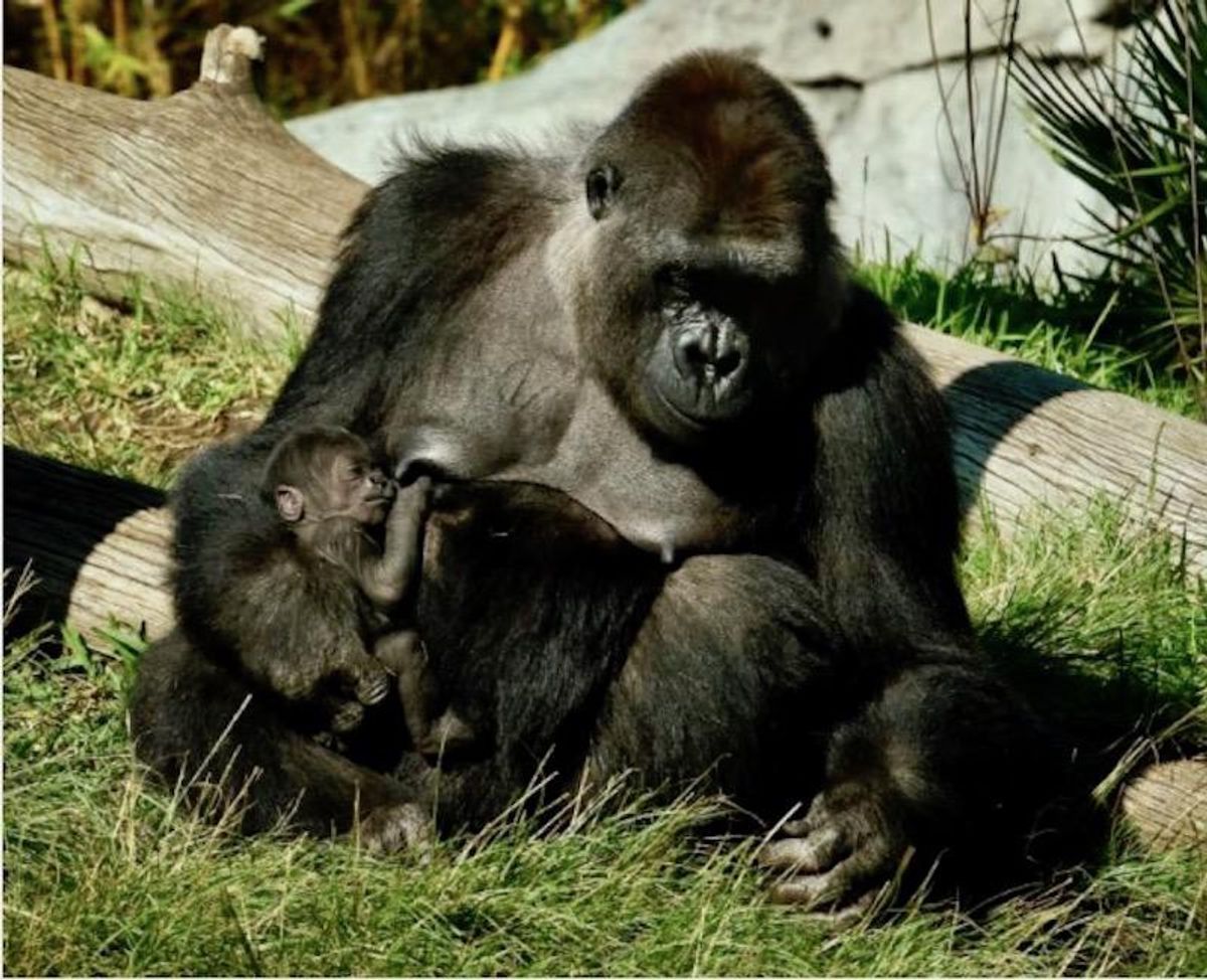 Gorillas at San Diego zoo test positive for COVID-19