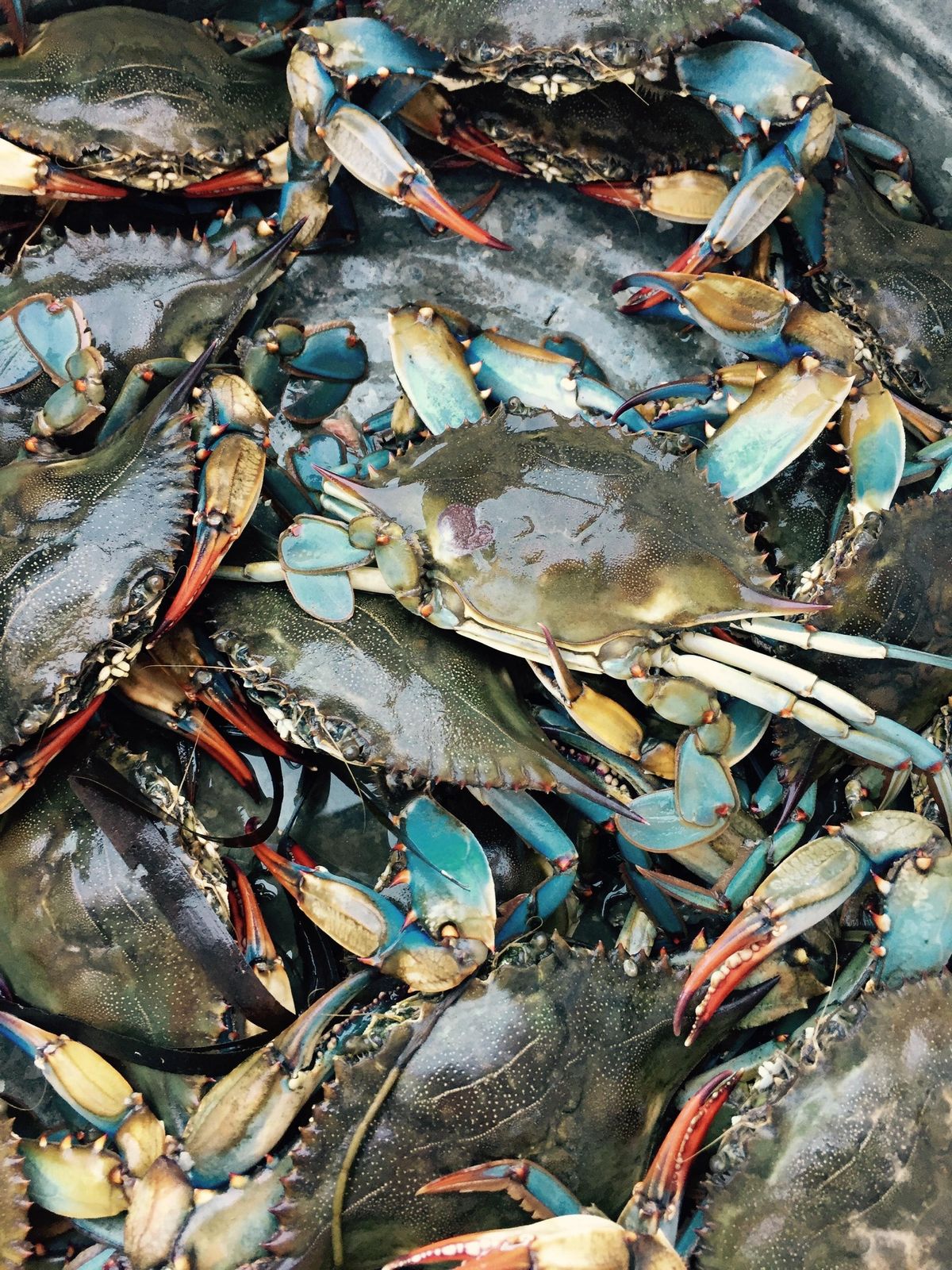 Mass crab deaths leave British experts baffled