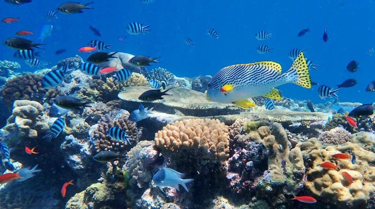 Scientists discover five new species of black corals living thousands of feet below the ocean surface near the Great Barrier Reef