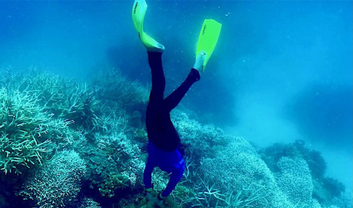 Great Barrier Reef sees fragile coral comeback