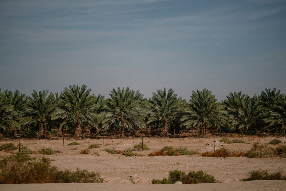 Guns and sheep: Settlers use shepherding outposts to seize West Bank land