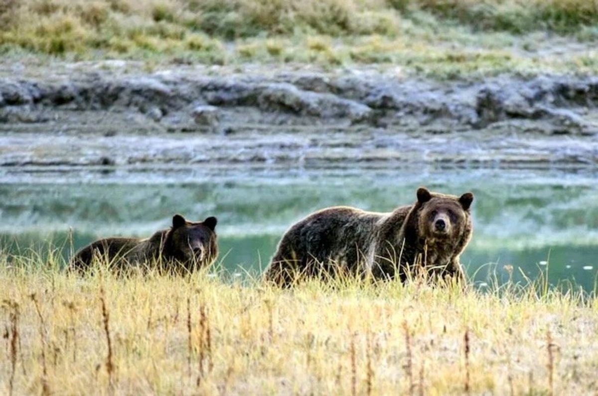Canada conservationists push back as grizzly hunting ban lifted