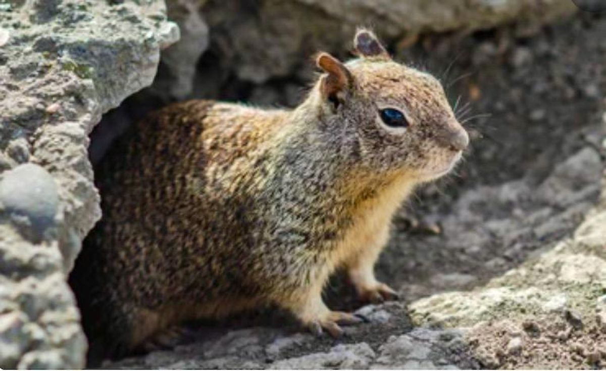 Gut microbes help hibernating ground squirrels emerge strong and healthy in spring