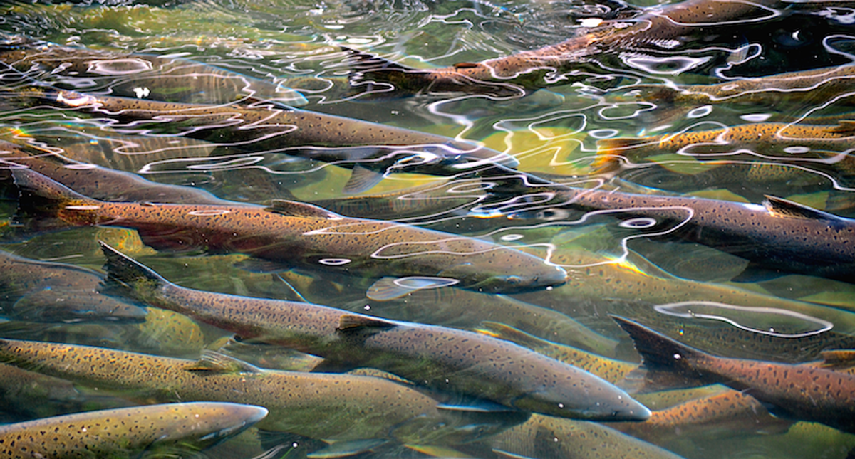 Salmon fishing off California's coast banned for second year in a row