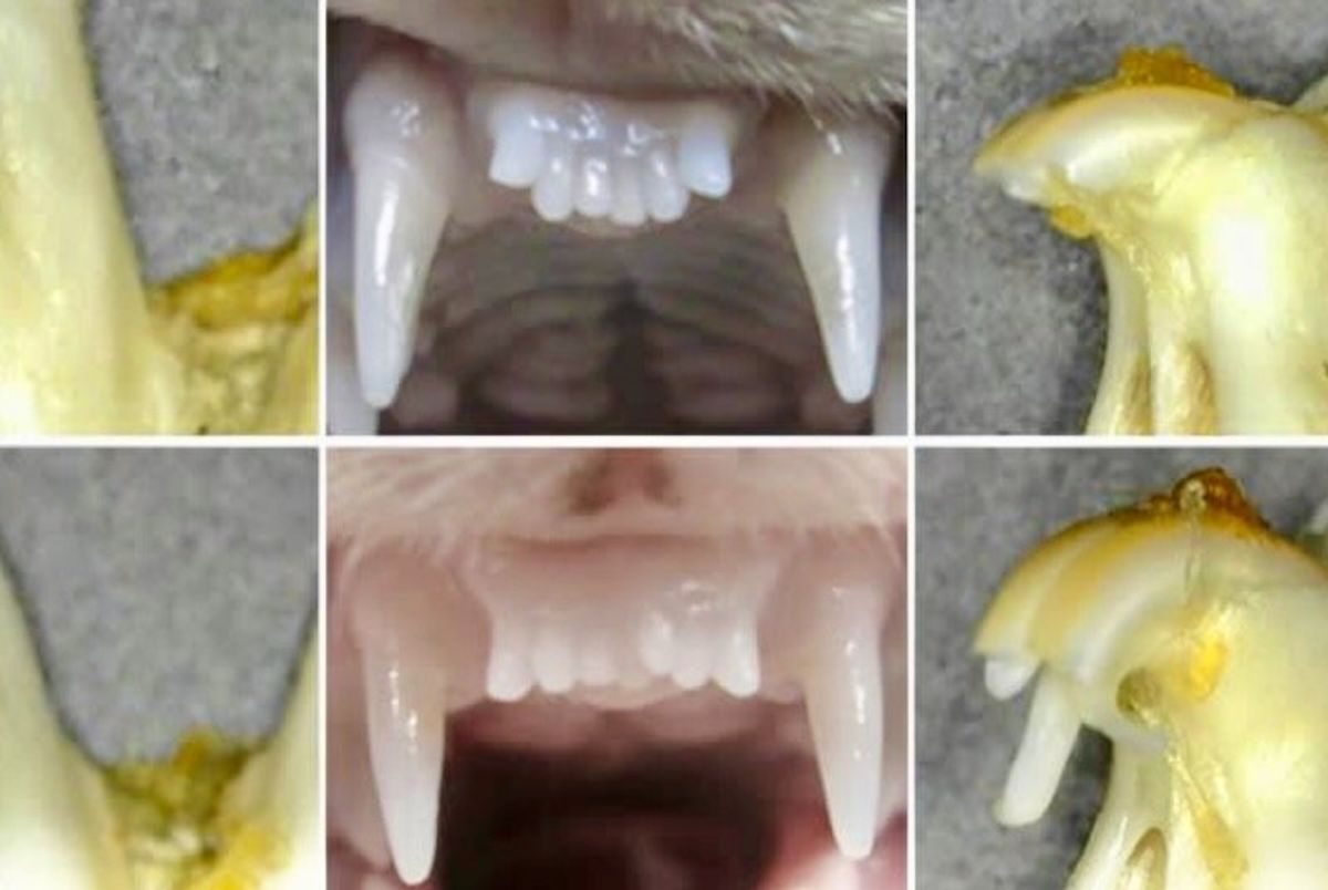 Japanese researchers test pioneering drug to regrow teeth