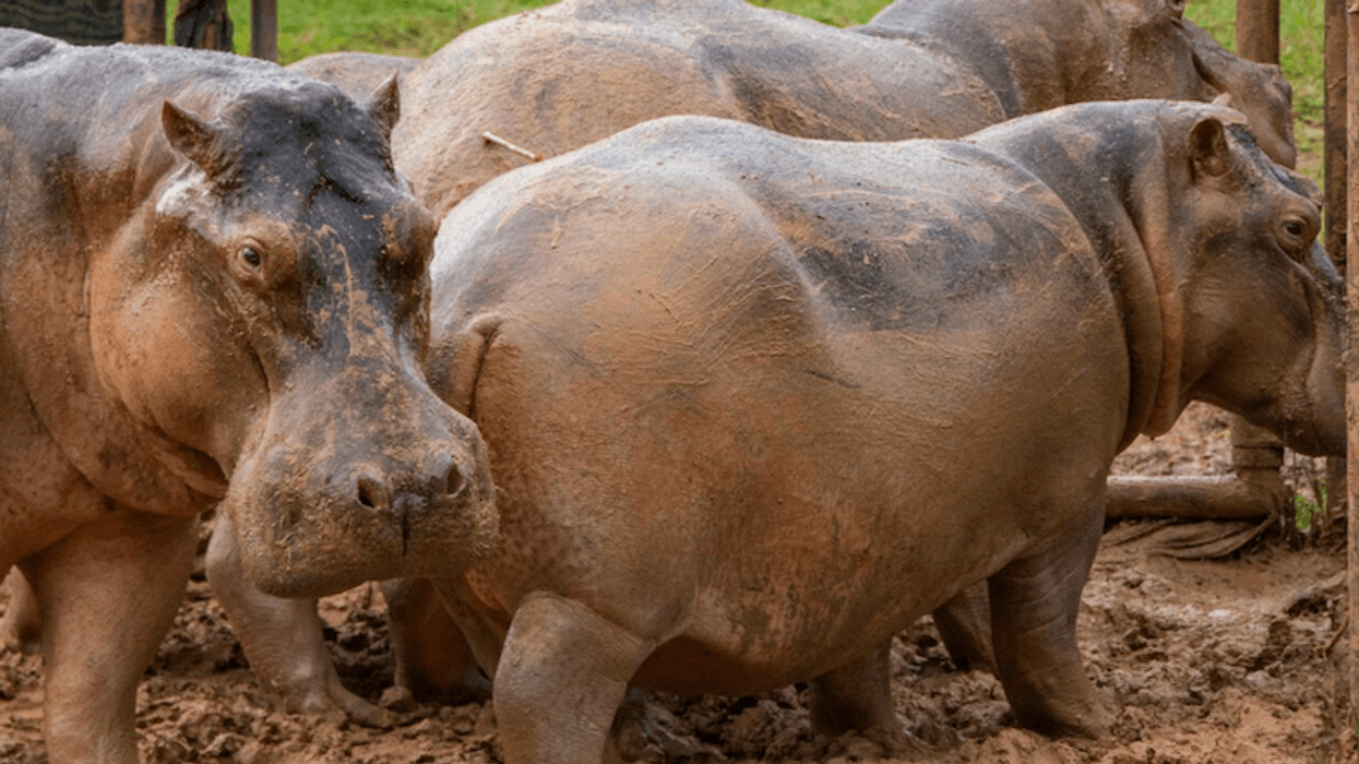 We found 2.9-million-year-old stone tools used to butcher ancient hippos – but likely not by our ancestors