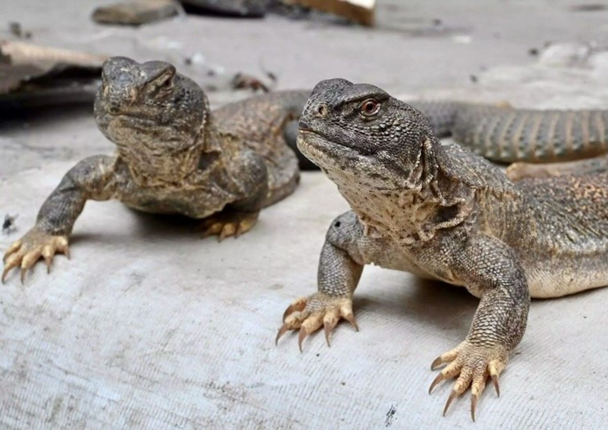 Quack 'aphrodisiac' from lizard a hit in Pakistan