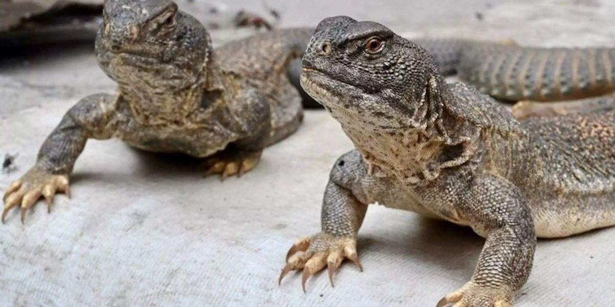 Burnt Lizard Quack 'aphrodisiac' from lizard a hit in Pakistan - Raw Story