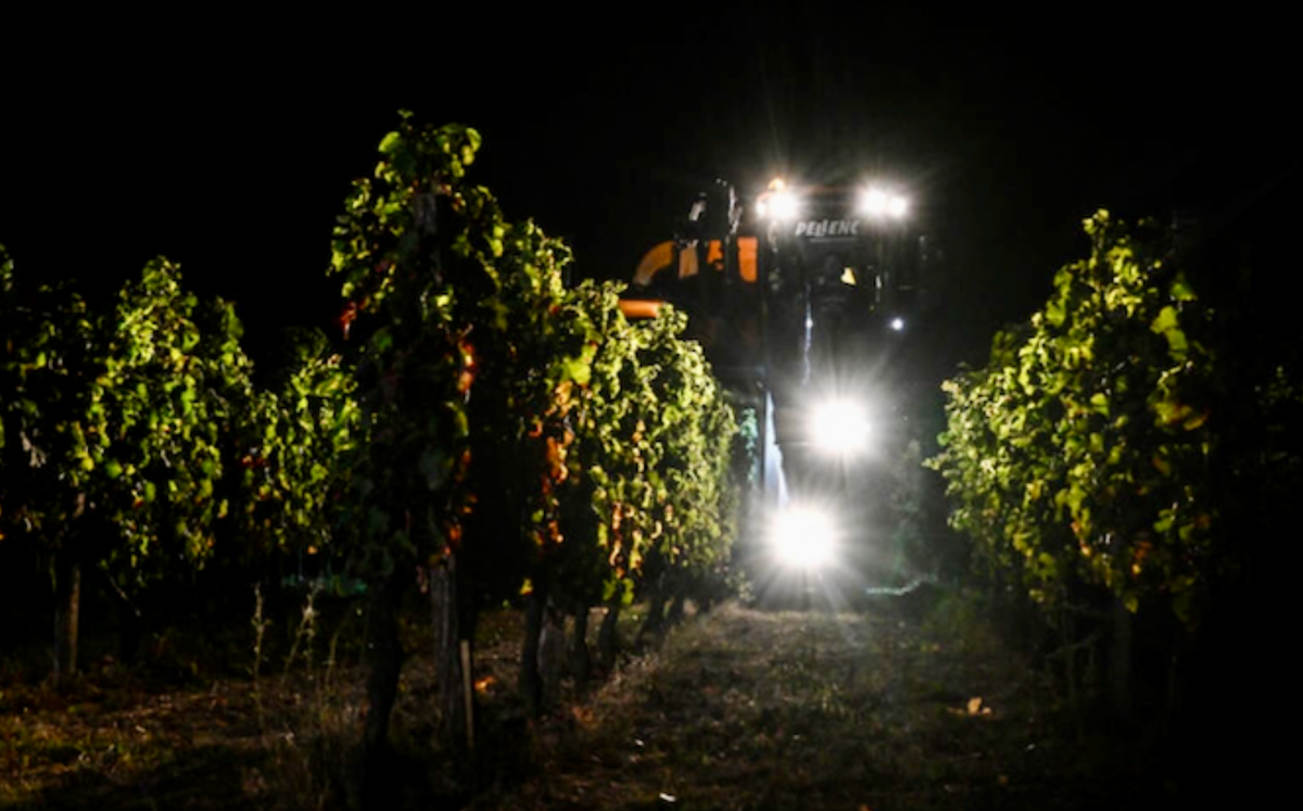 Climate change pushes Bordeaux winemakers to harvest at night