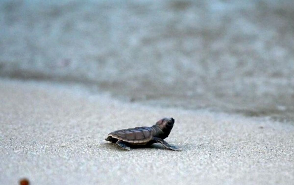 One in five migratory species faces extinction, UN report warns