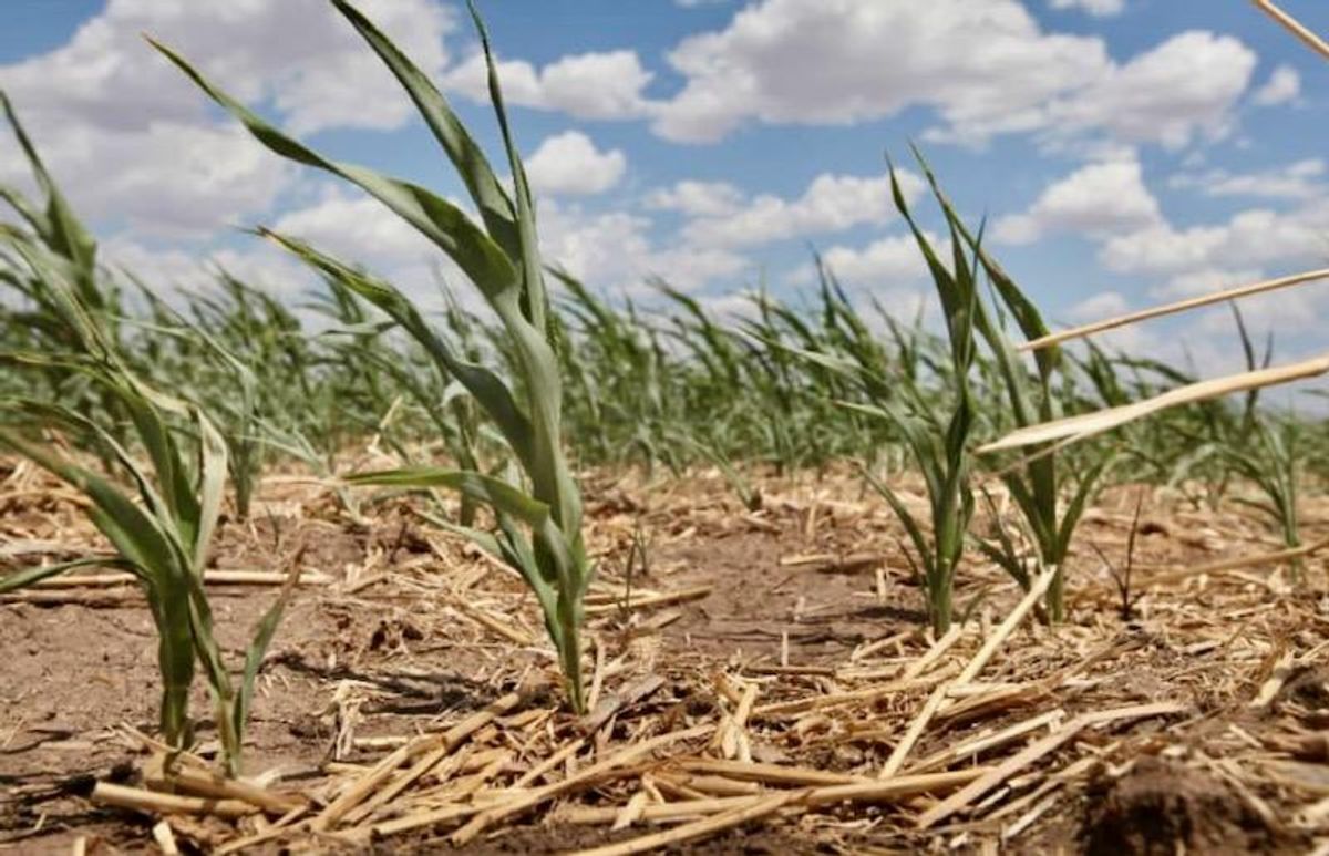 'Extreme heat belt' to cover middle of US by 2053: report
