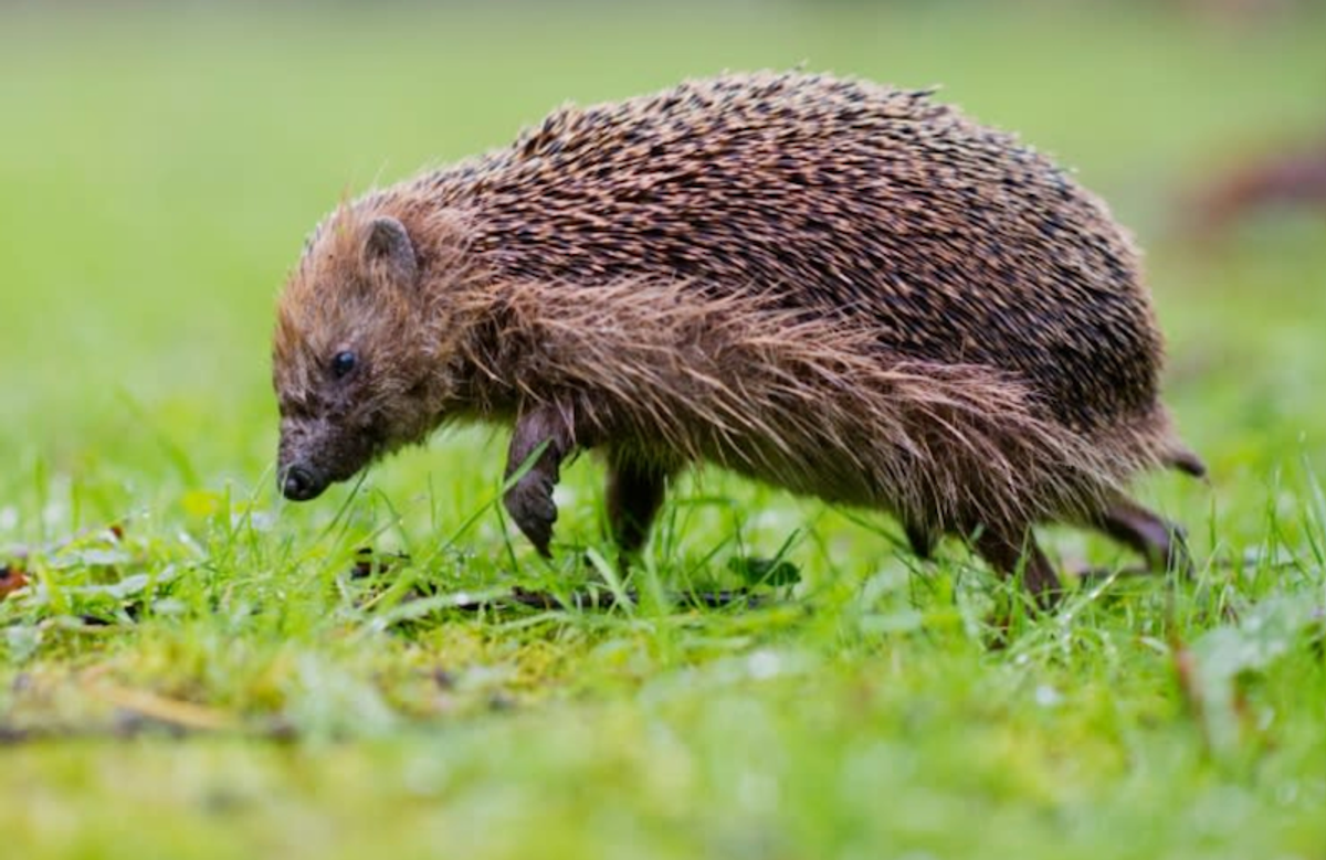 Mowed down by cars, European hedgehog numbers shrinking