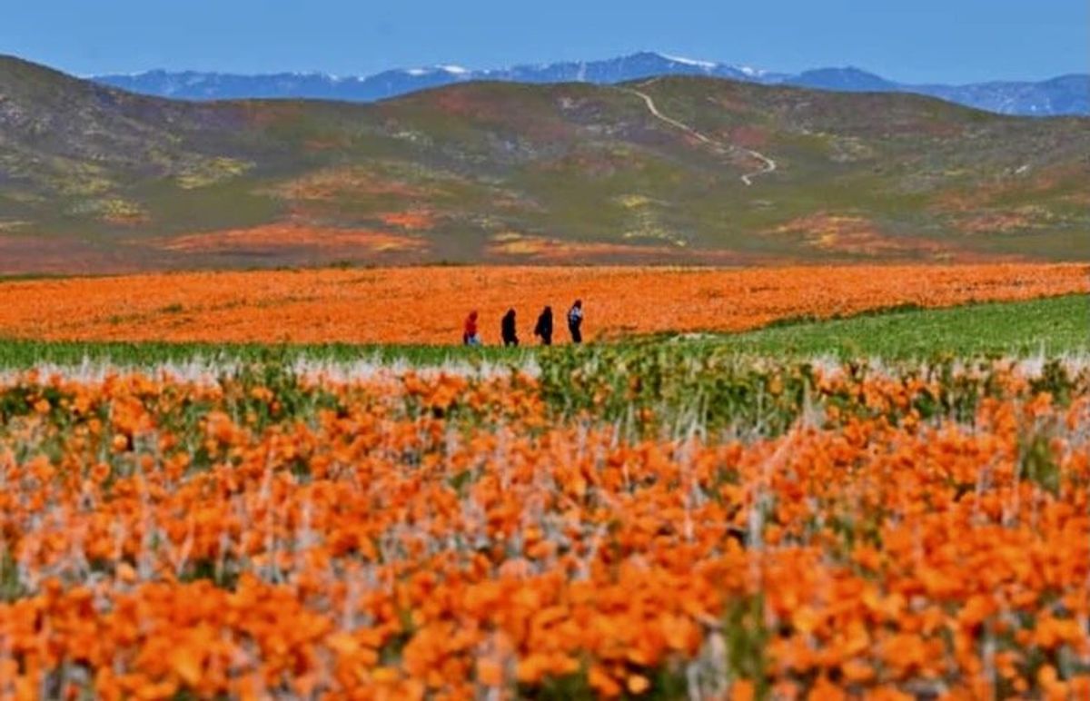 California bursts into 'super bloom' after wet winter