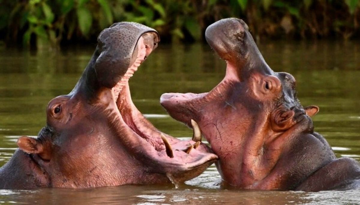 Colombian court orders Escobar's hippos to be hunted