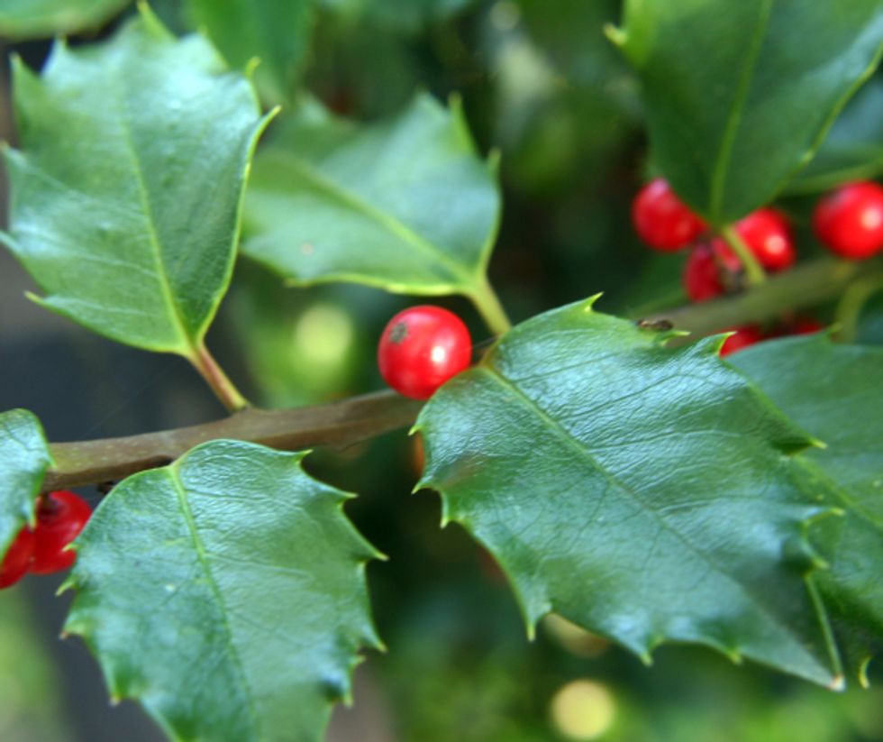 Holly with berries