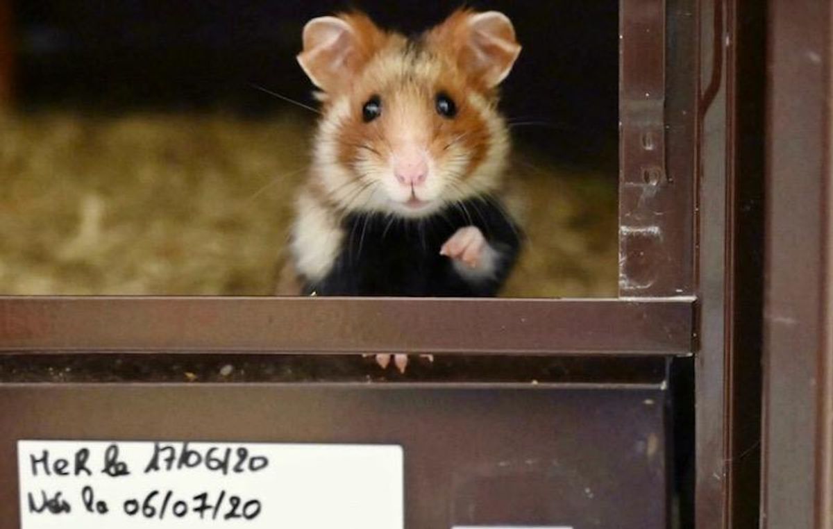 Hong Kong to cull hamsters after Covid found in pets