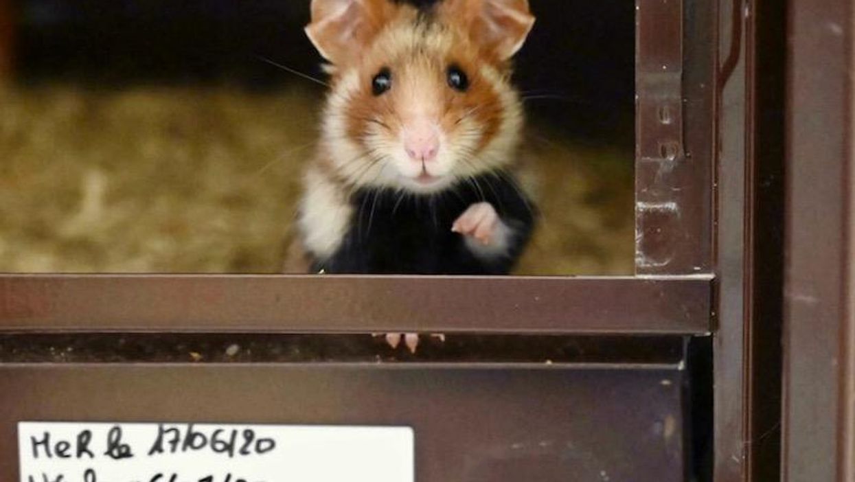 Hong Kong to cull hamsters after Covid found in pets