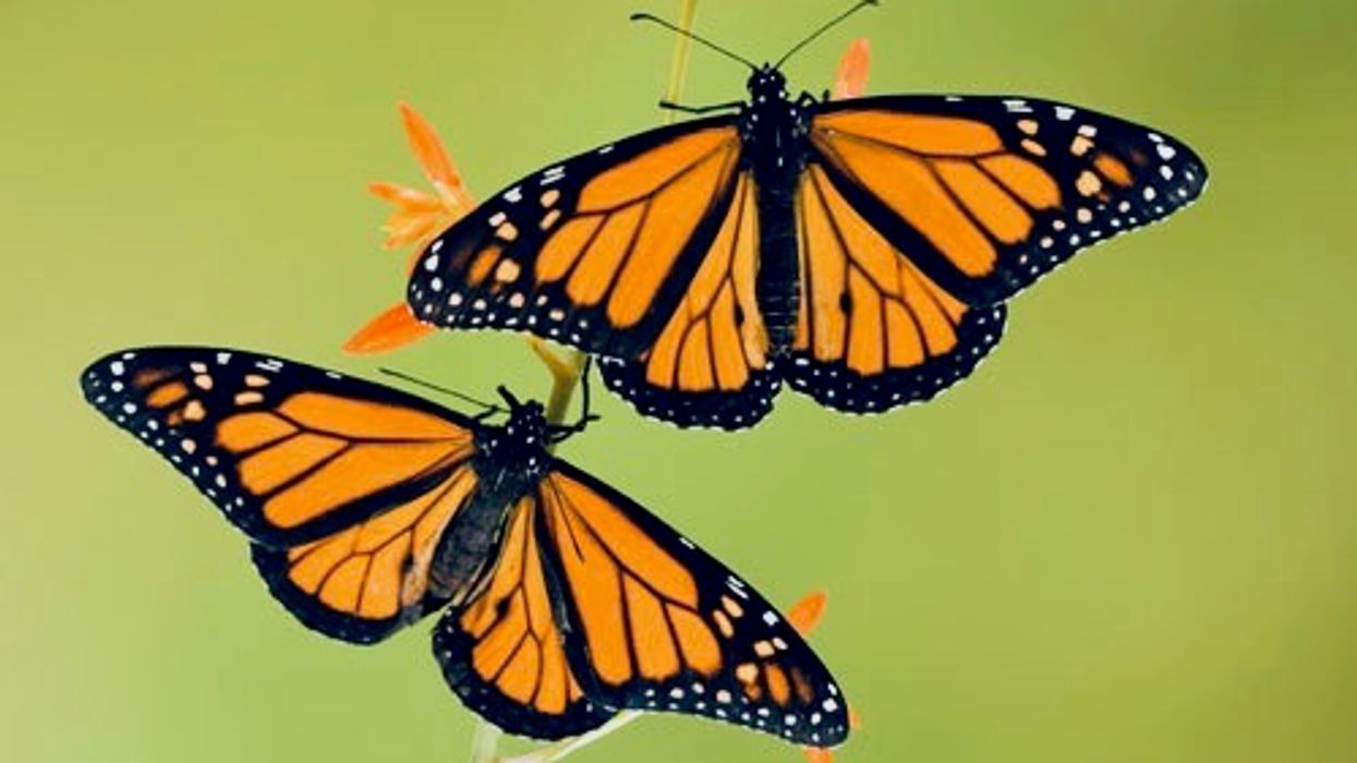 Fears of Monarch butterfly extinction as numbers plummet 22% in annual count