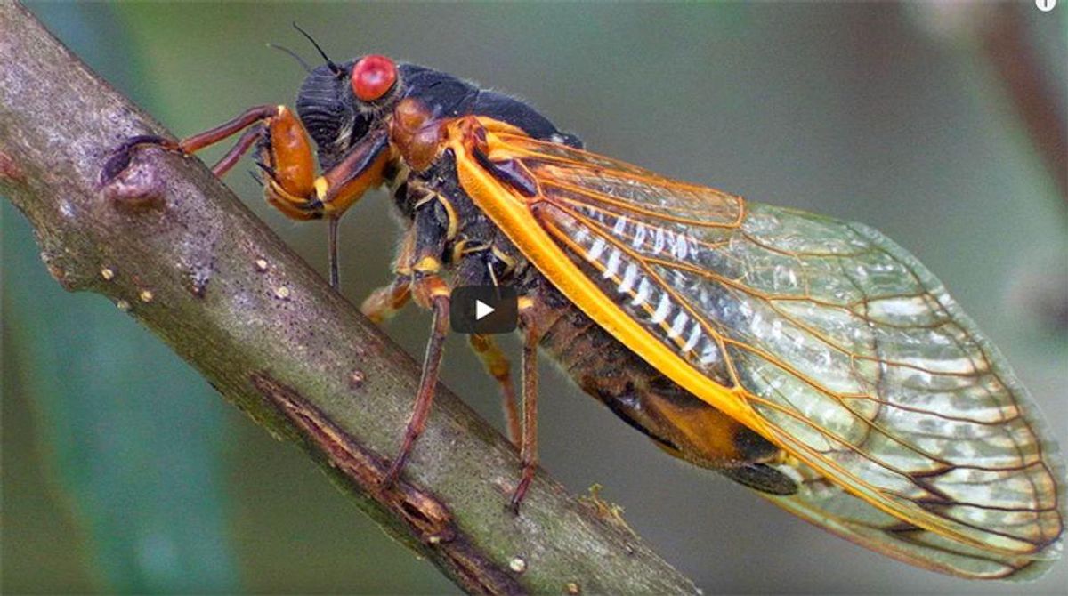 Biden's Europe-bound press plane delayed by cicadas