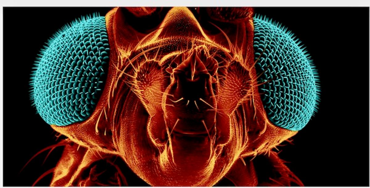 Earth is turning into a planet of flies