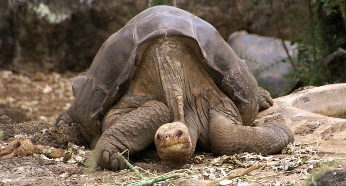 Extinct-in-the-wild species in conservation limbo