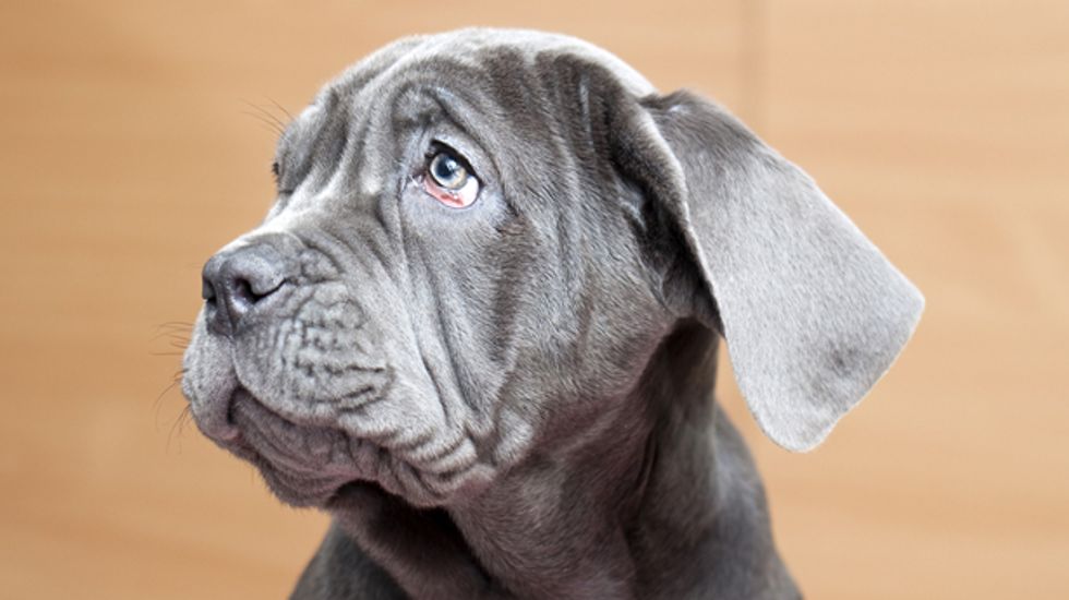 Florida woman charged for performing fatal C-section on dog without anesthesia