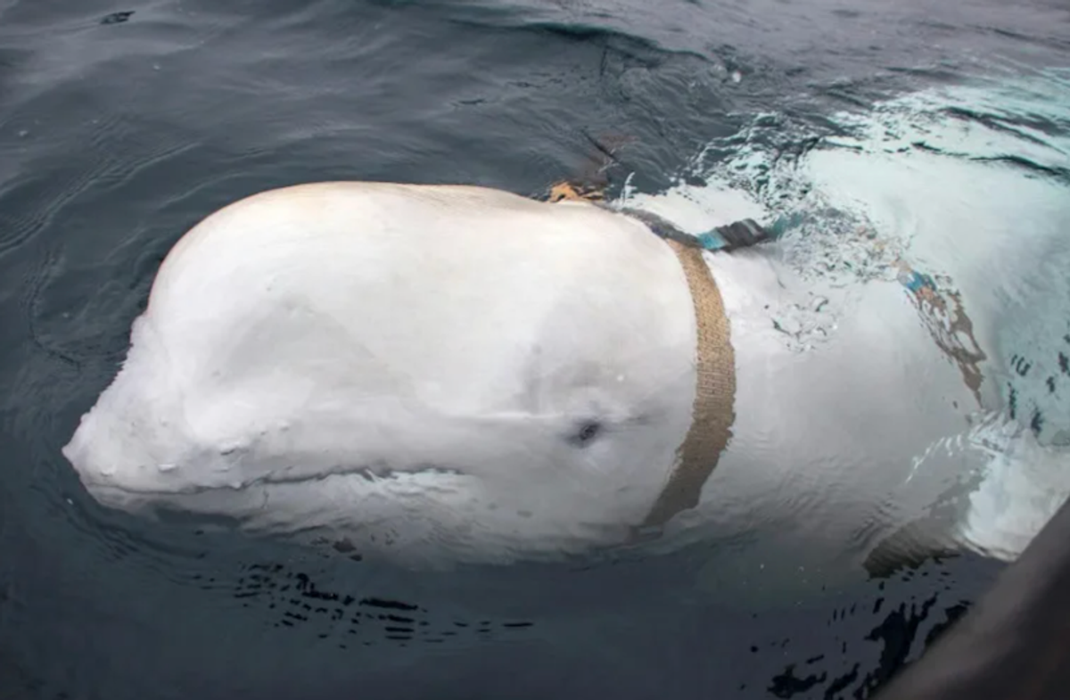 'Russian spy' whale was shot dead: animal rights groups