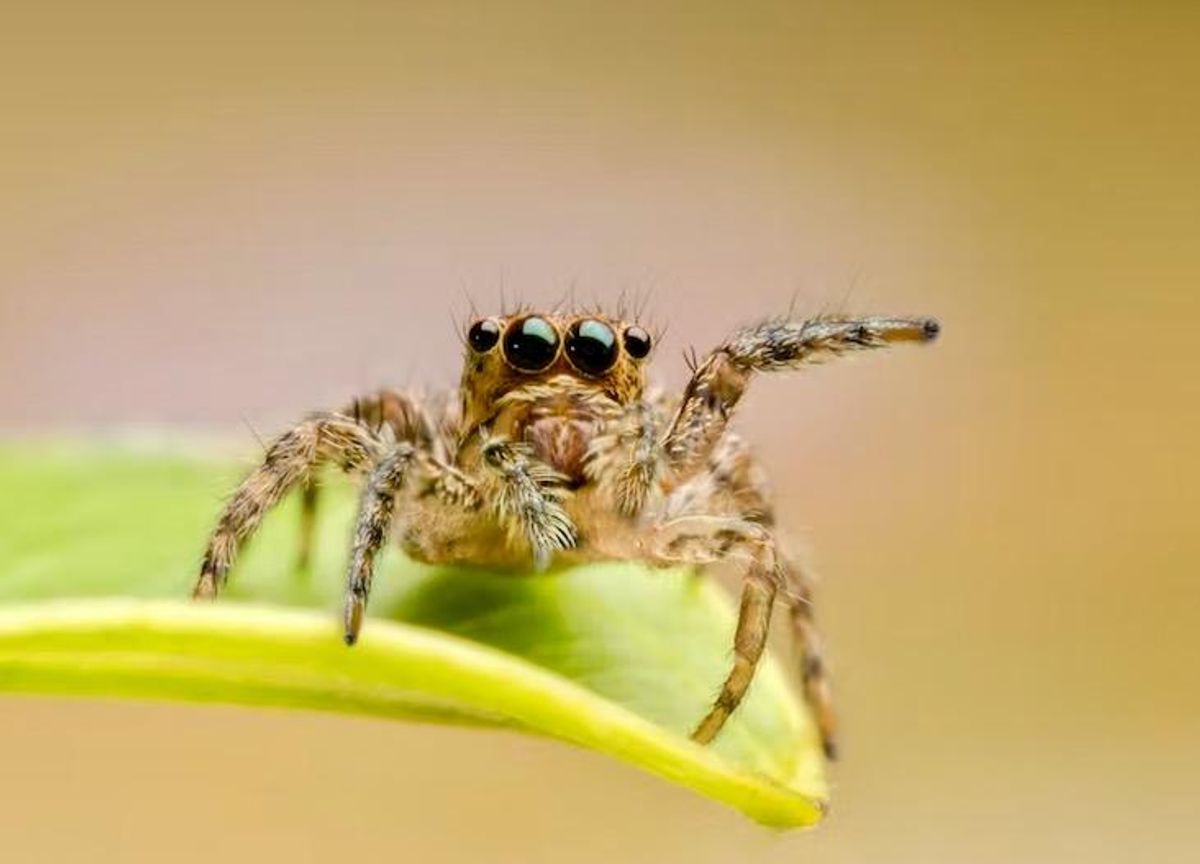 Punk hairstyles and pirouettes: why there’s more to spiders than people think