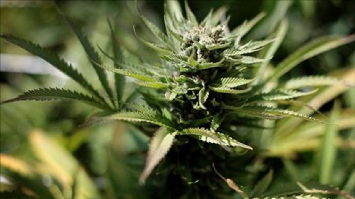 American tourist blasts Thai street with weed-filled fog machine to promote his business: police