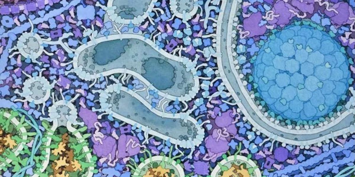 Cell Devouring Cells routinely self-cannibalize to take out their trash, aiding in ...