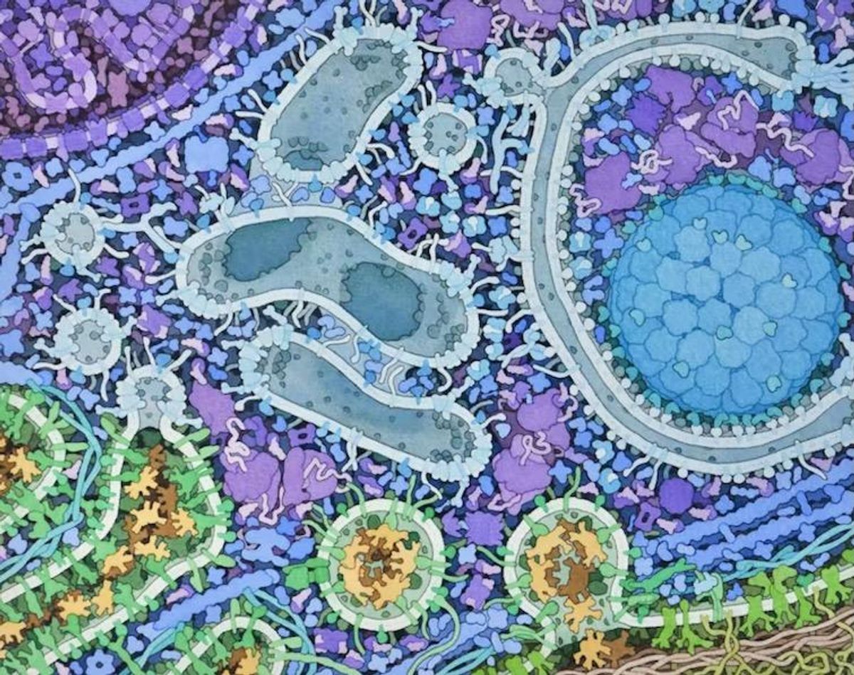 Cells routinely self-cannibalize to take out their trash, aiding in survival and disease prevention