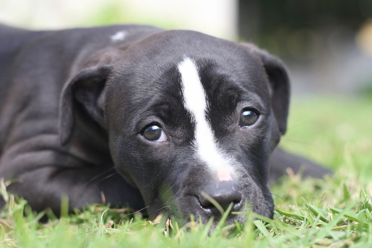 Project 2025 mastermind boasted of killing neighbor's dog with a shovel: report
