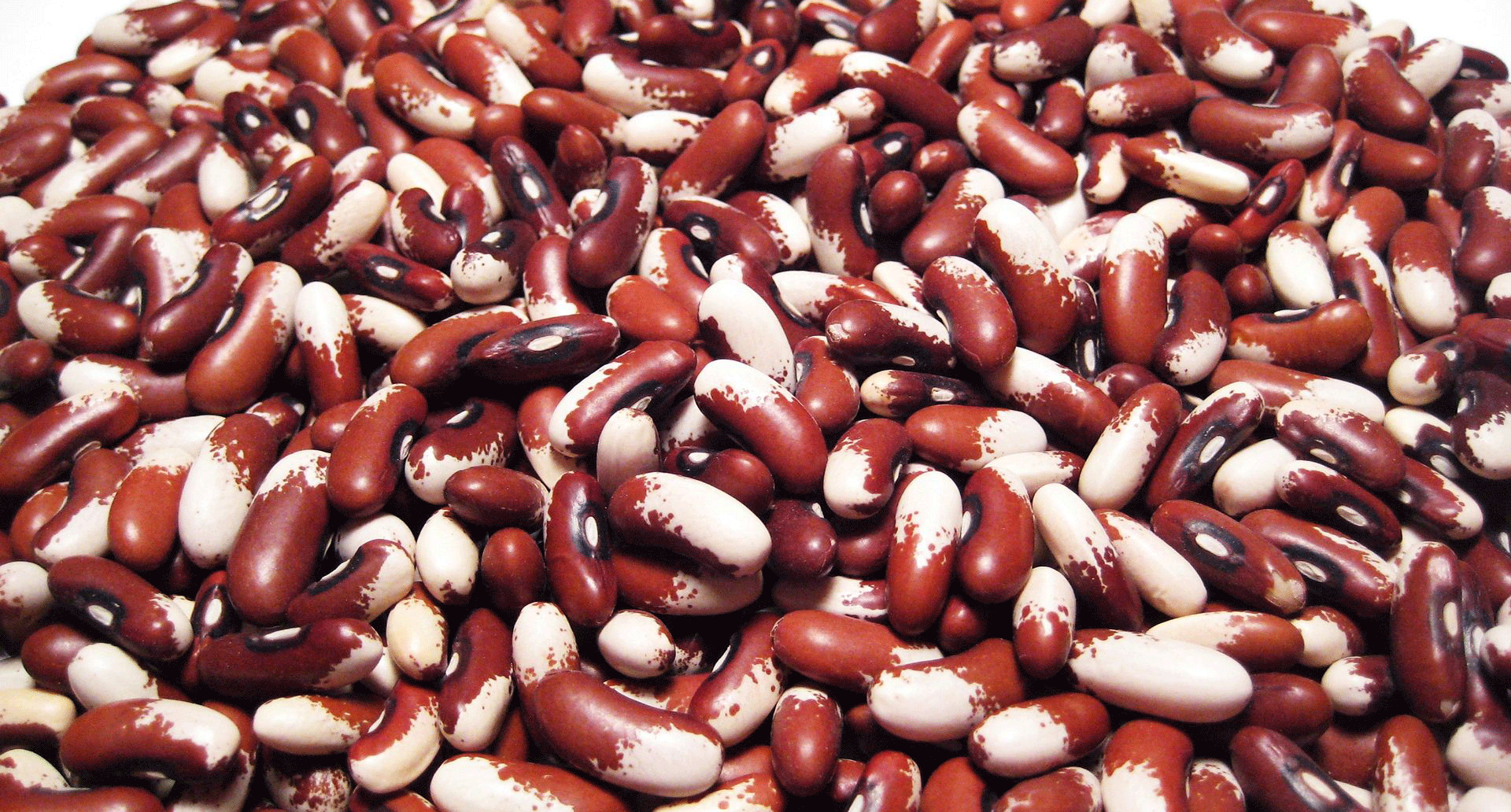 Heat-beater beans could withstand global warming