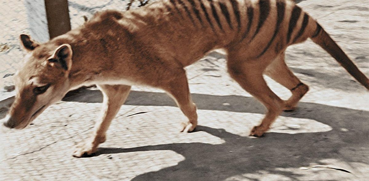 Can we resurrect the thylacine? Maybe, but it won’t help the global extinction crisis