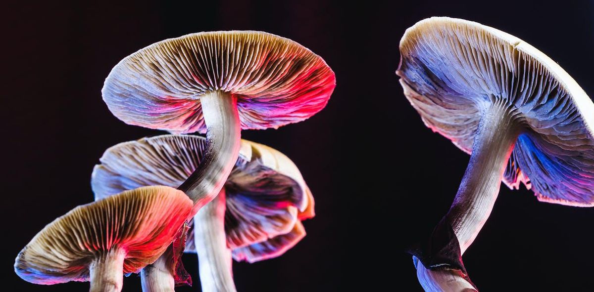 Do mushrooms really use language to talk to each other? A fungi expert