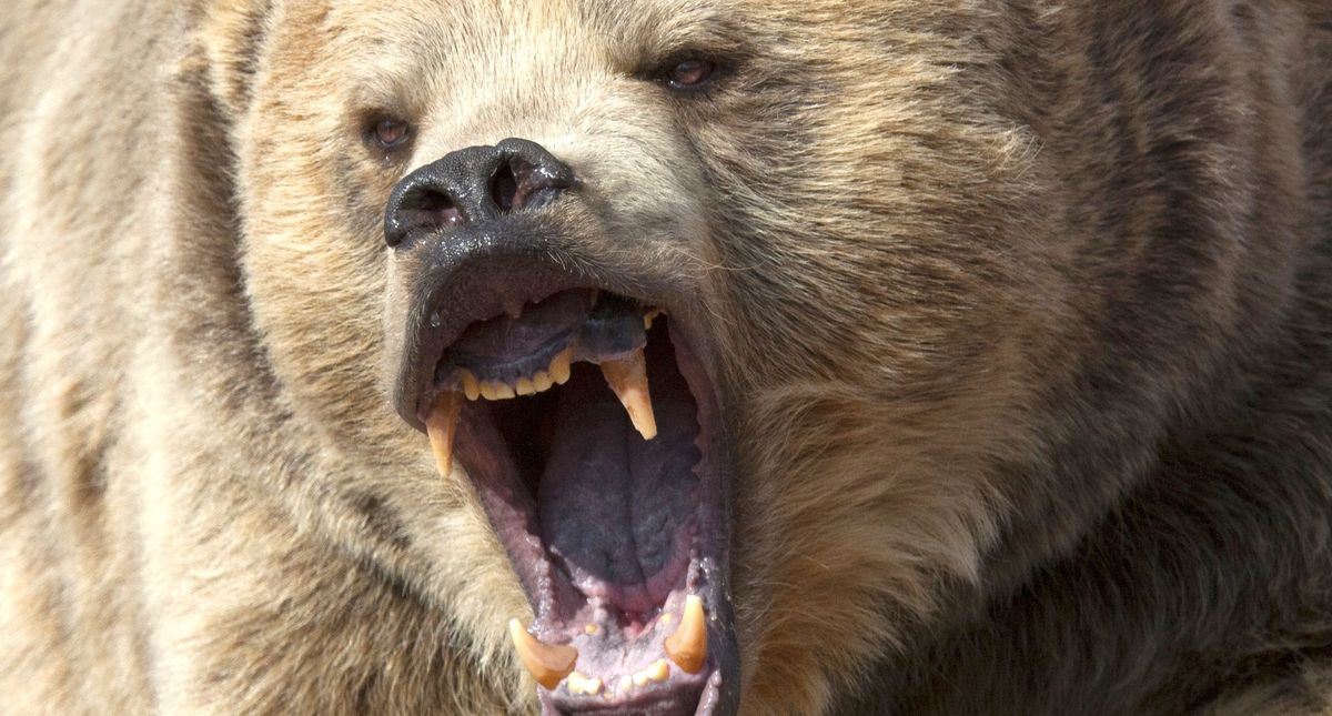 Hunters kill grizzly bear that reportedly charged them north of West Yellowstone