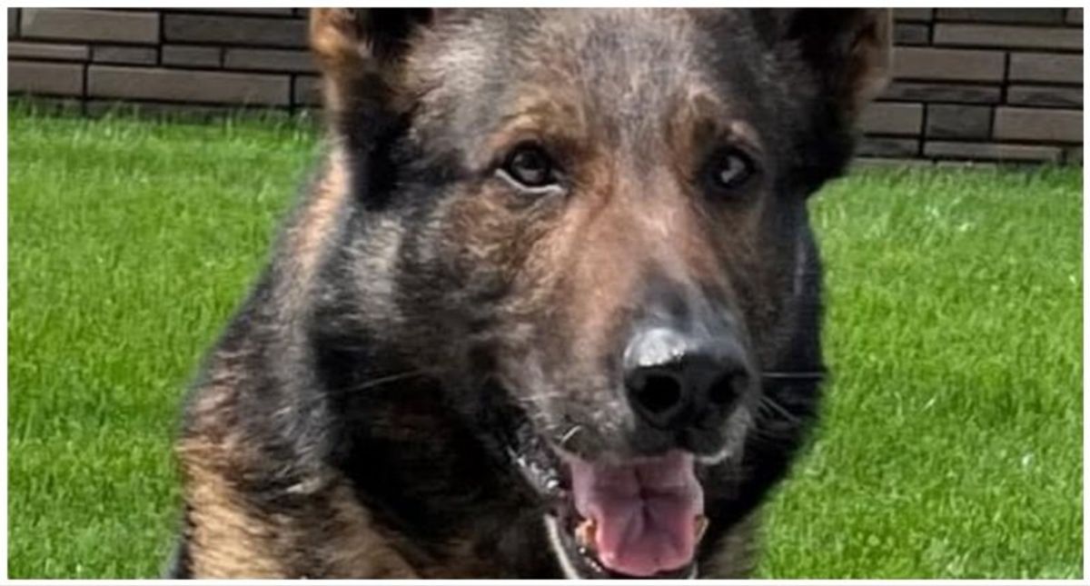 'Loud, scary world': Missing K-9 found dead after bolting from fireworks