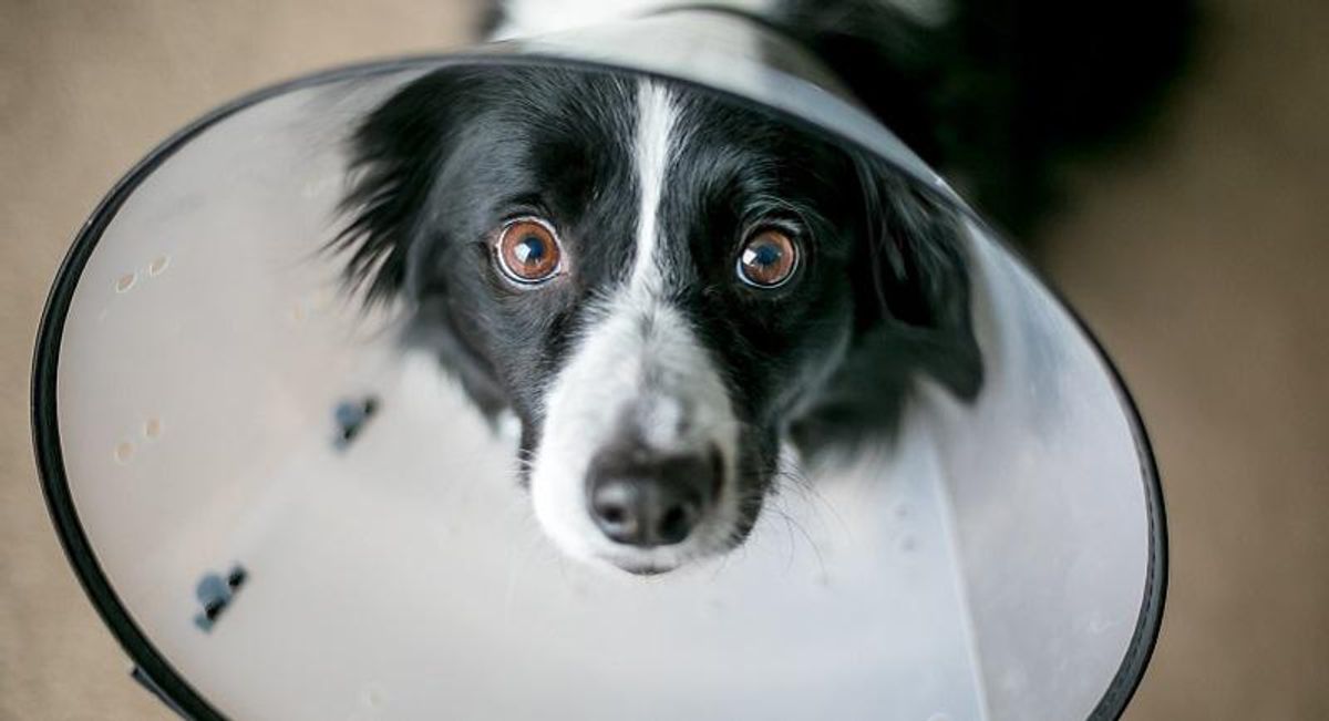 Official at Trump's HHS floated giving hospital workers 'doggie cones' to make up for PPE shortage: emails