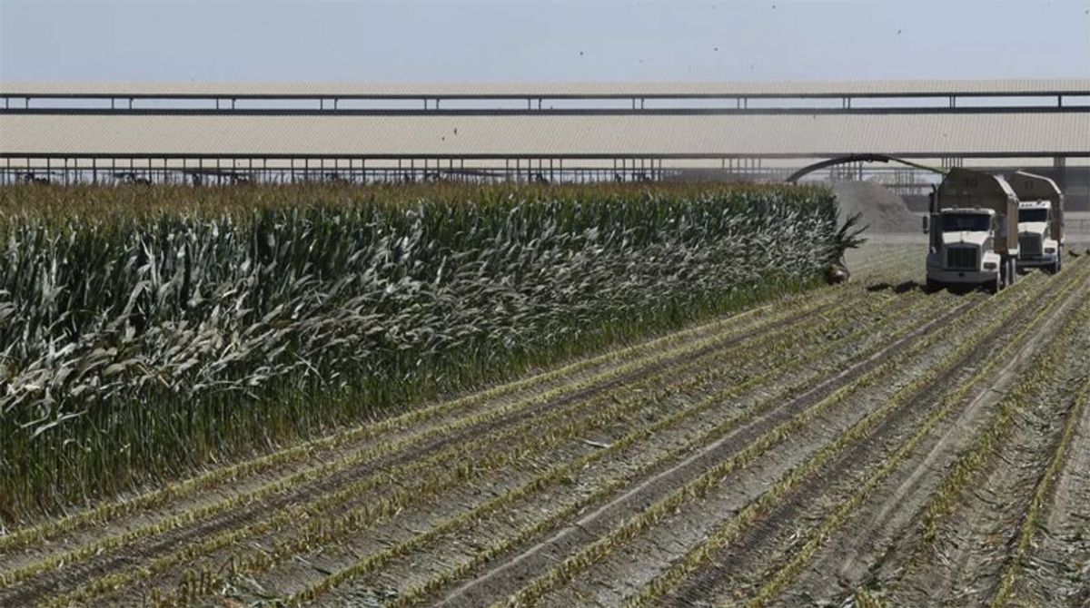 'Anxious': US farmers see tariffs threaten earnings