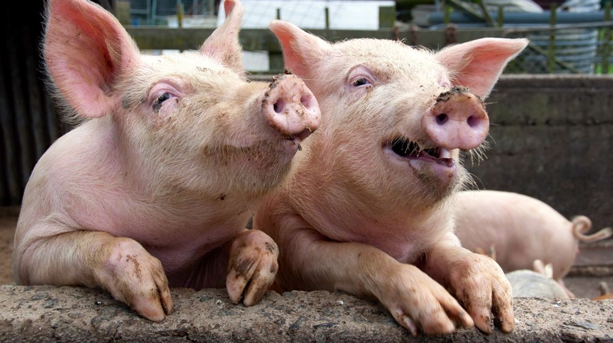 ‘Imminent danger’: Lawsuit claims 110K piglets face starvation after fraud accusations