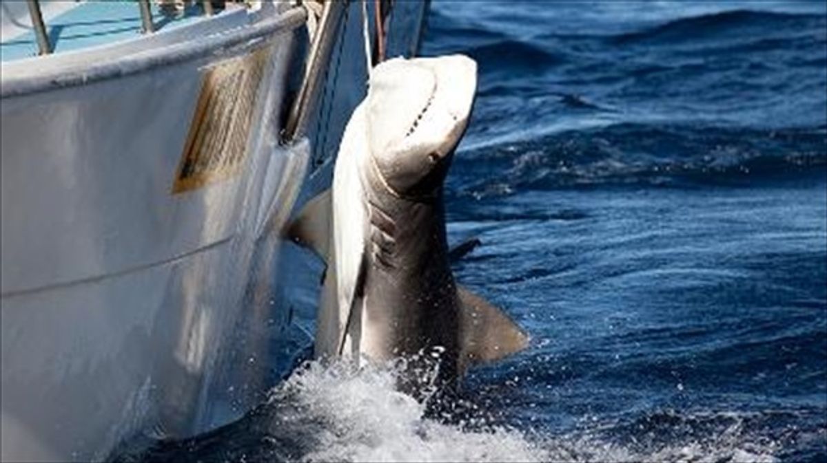 Anti-whaling activist Paul Watson arrested in Greenland — may face extradition to Japan