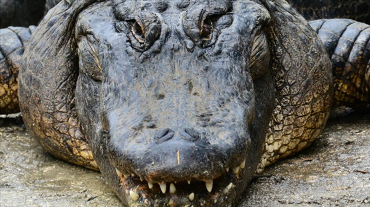 Trump's guide to outrunning alligator gets fact-check — he wouldn't make it far