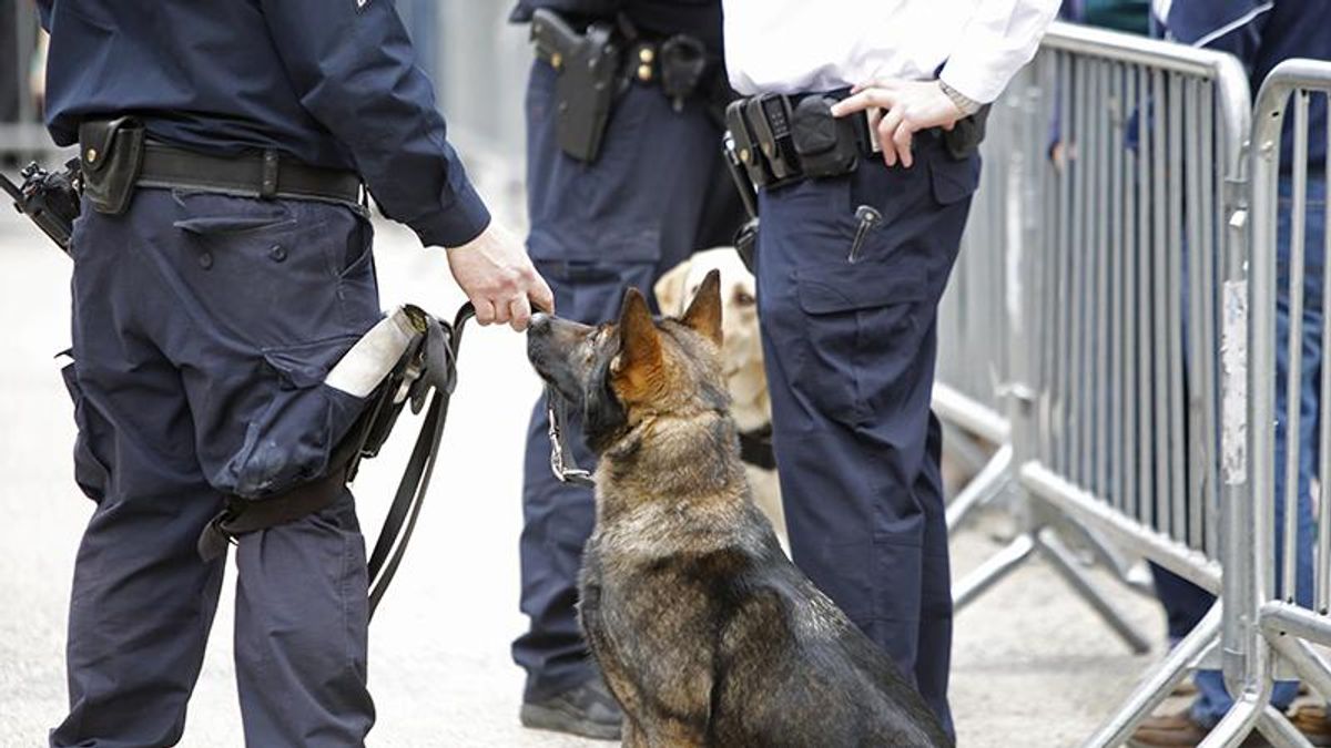 Dogs sniff out explosives at scene of San Jose mass shooting