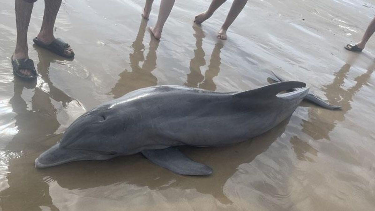 $20K reward offered to find Texas beachgoers who harassed dolphin that later died