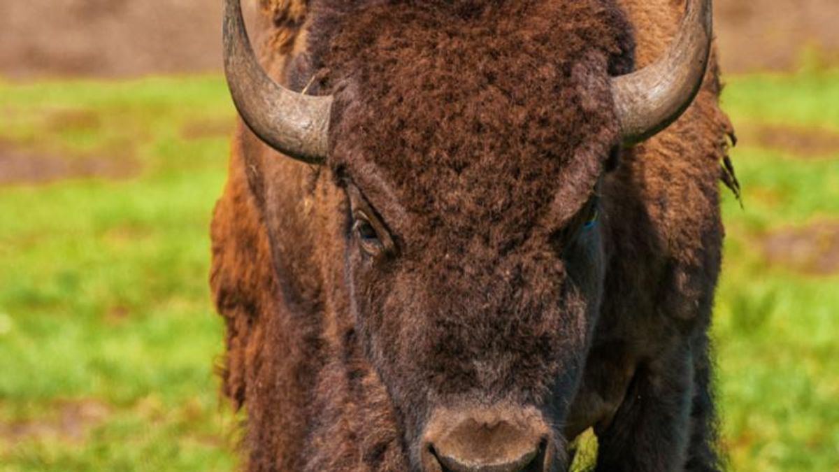 Woman gored and launched in the air by bison at Yellowstone National Park