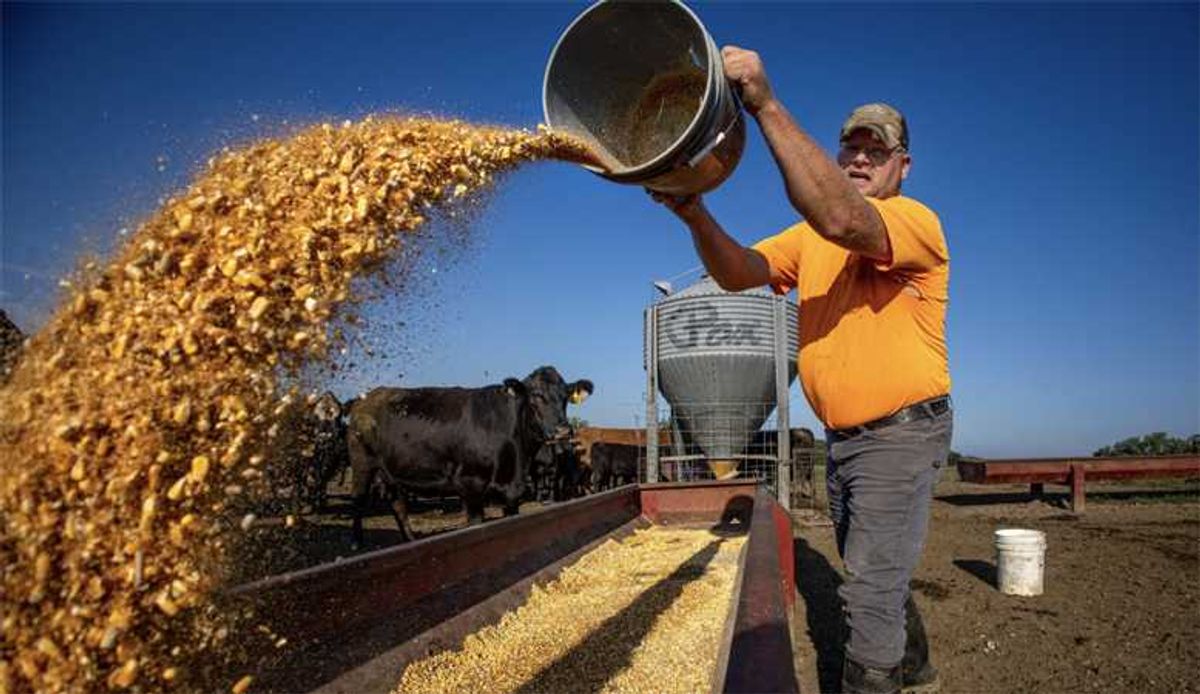 'Maddest I've seen farmers in a long time': Trump's beef gambit ignites GOP farm rebellion