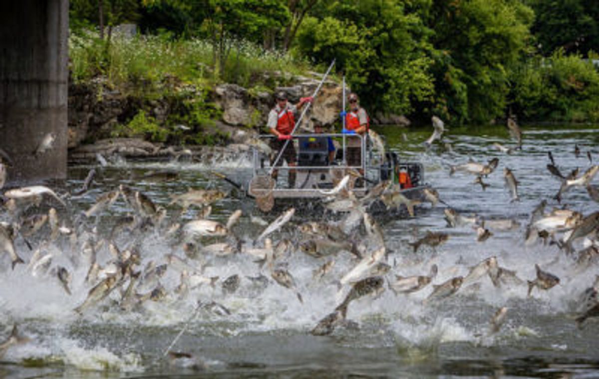 Pritzker says Trump suggested nets to stop Asian carp invasion of Great Lakes