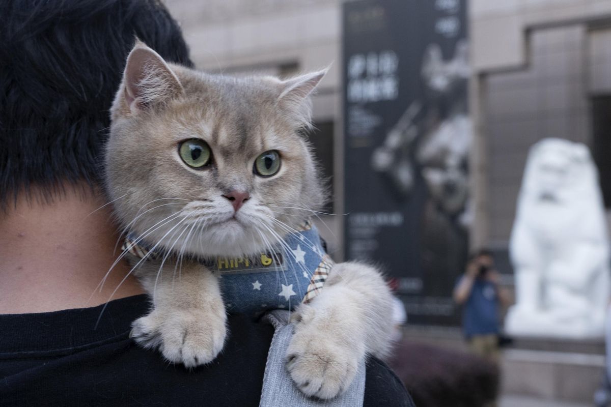 Night at the mewseum: Ancient Egypt exhibition welcomes cats