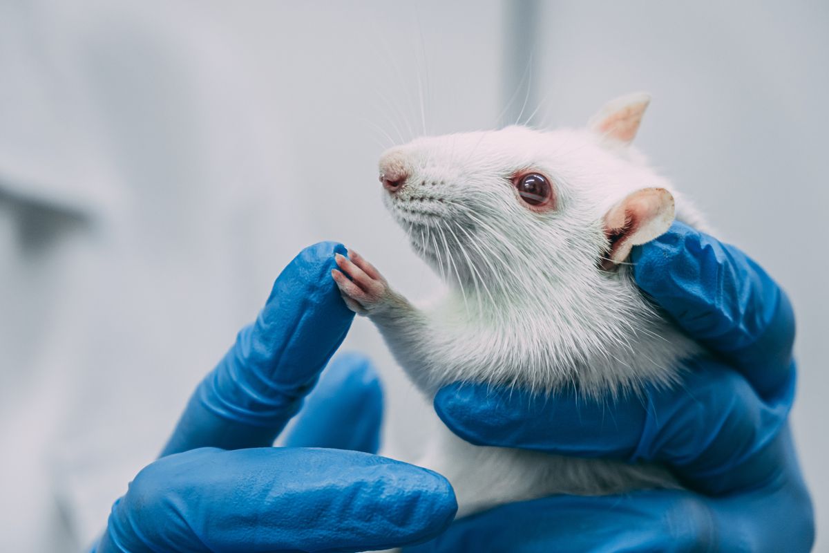 'Parade of horribles' awaits as thousands of animals become latest victims of Trump