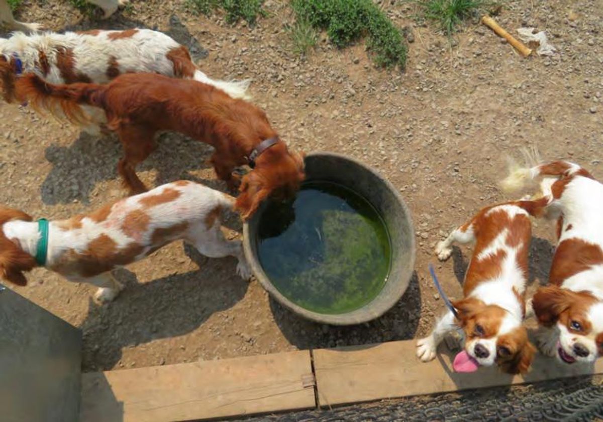 These 17 Iowa dog breeders are ranked among the worst in the nation